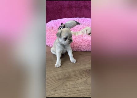 Mops Welpen ( noch 2 Rüde)