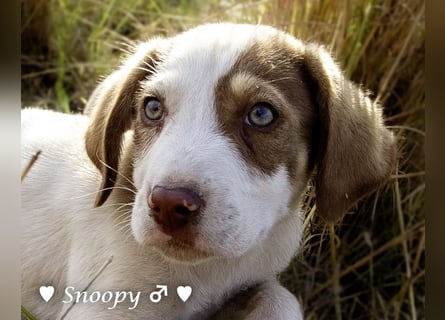 Susi und Snoopy suchen ein Zuhause