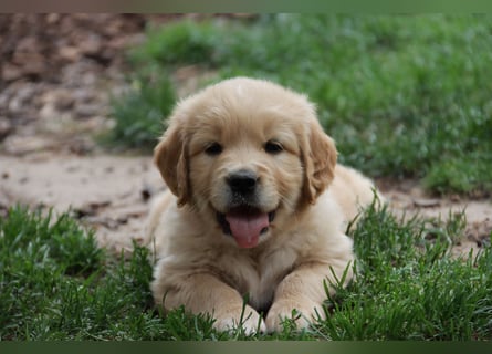 Golden Retriever Welpen vom Thüringer Wald