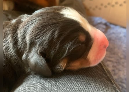 Wunderschöne Swissydog-Welpen mit Papieren - THERAPIEBEGLEITHUNDGEEIGNET
