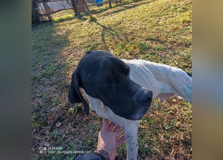 Kunta Kinte - ein ganz besonderer, freundlicher und gehorsamer Hund sucht ein liebevolles Zuhause