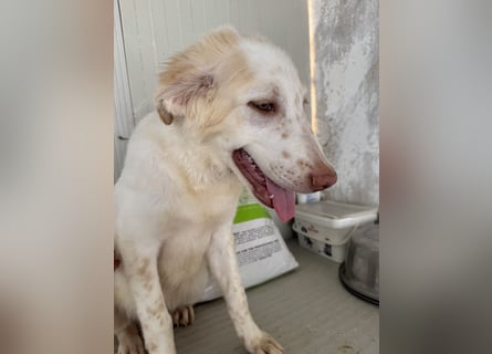 Milo: völlig überfordert im Tierheim