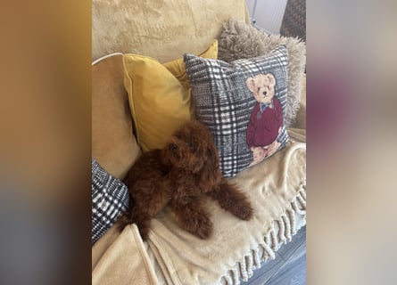 Pudel sehr kleine Pudel Asiatische Linie  Schosshund