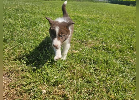 Border Collie Welpen -  Rüden