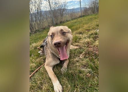 Bailey – bereit für Abenteuer und ein Zuhause