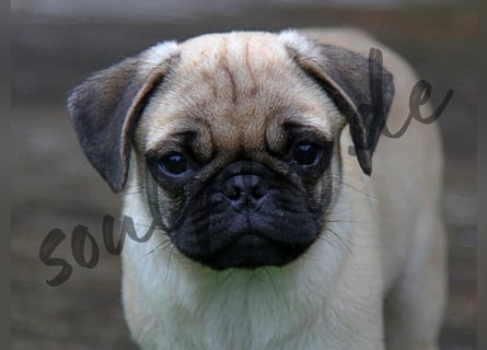 Mops 2.0 Welpen, Rüde, 13 Wochen, Ahnentafel CfdM / VDH / FCI