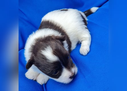 Bezaubernde Welpen aus Bolonka Zwetna und Pomeranian (Zwergspitz)