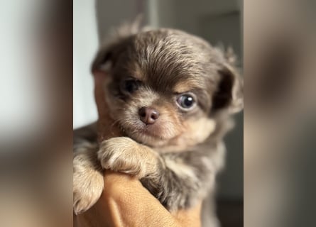 Wir haben aktuell Welpen. 2 Chihuahua Mädels