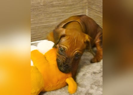 Rhodesian Ridgeback Welpen