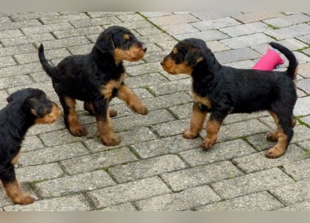 Airedale Terrier Welpen für aktive Hundefreunde