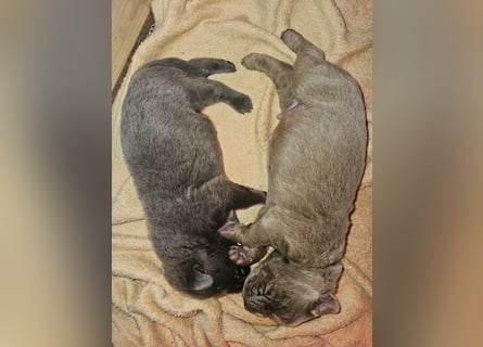 Labrador Welpen mit Ahnenpass