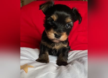 Yorkshire Terrier Welpen black and tan mit Ahnentafel