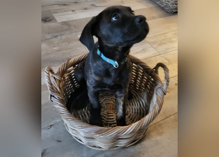 Mischlingswelben Cane Corso / Rottweiler Welpen