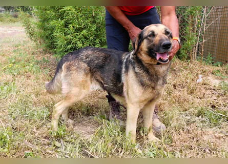 Zita, Schäferhund-Mix, lieb und verträglich  auch mit  Katzen