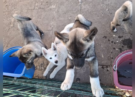 Akita - Husky Welpen
