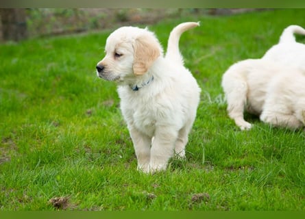 Goldenretriever Welpen