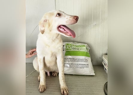 Milo: völlig überfordert im Tierheim