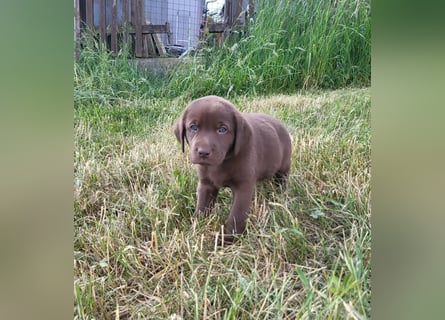 Neun zuckersüße reinrassige schokobraune Labrador-Welpen suchen ein liebevolles neues Zuhause!