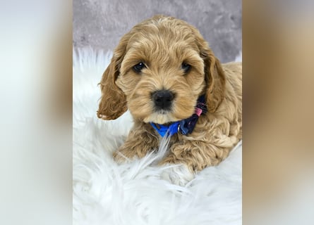 Schöne Cockapoo-Welpen