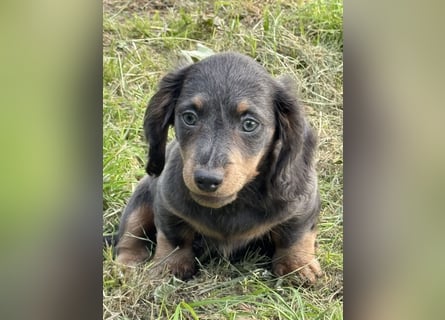 Kaninchen/Zwerglanghaar Dackel