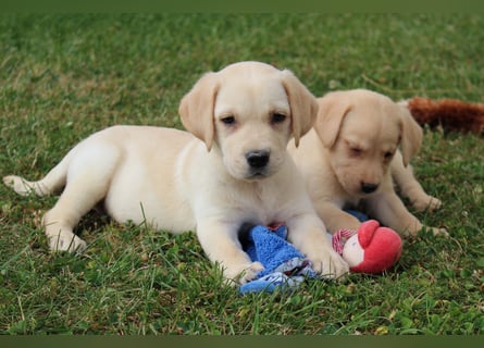 Labrador Welpen reinrassig mit Ahnentafel dürfen ab dem 25.08.25 ins neue Heim