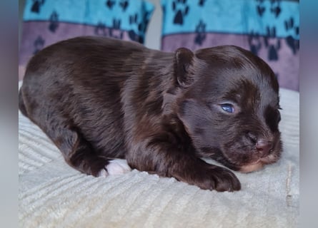Bezaubernde Welpen aus Bolonka Zwetna und Pomeranian (Zwergspitz)
