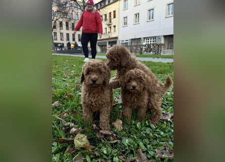 Pudel! Wundervolle Welpen suchen bald ein liebevolles Zuhause!