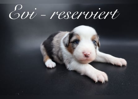 Mini Aussies-Mini Australian Shepherd Welpen