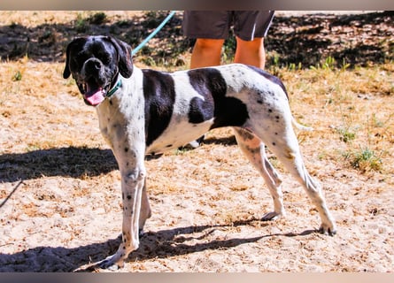 Sangria  - Portugiesischer Pointer, lieb und verträglich