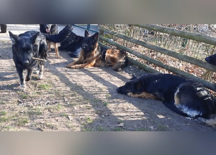 Langstockhaar Schäferhund  Rüde