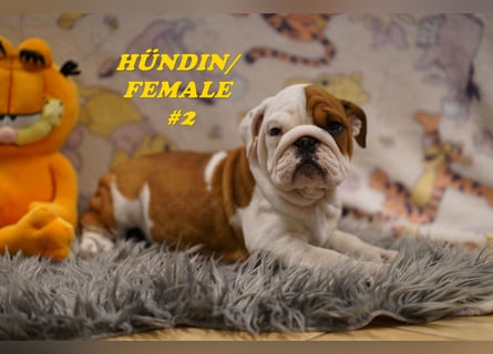 Wunderschöne & Freiatmende Englische Bulldogge Babys