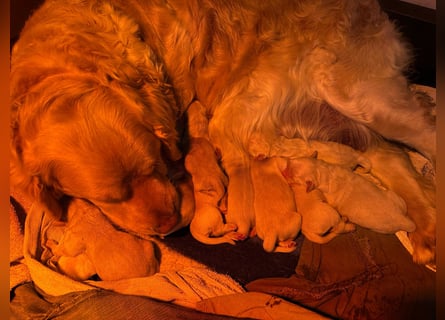 süße reinrassige Goldenretriever Welpen geboren