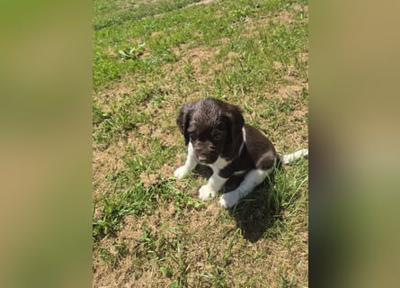 Kleine Münsterländer Welpen
