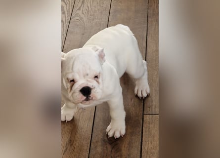 Englische Bulldoggen welpen Top Pedigree FCI