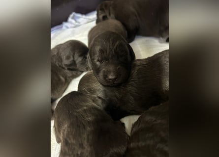 Labradoodle F1 Schokobraun