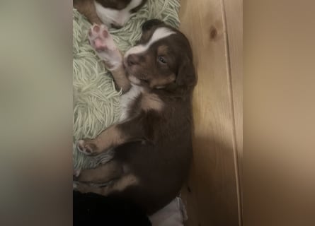 Mini Australien Shepherd Welpen suchen Traumzuhause