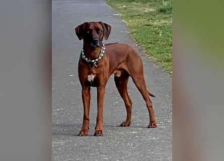 Rhodesian Ridgeback Dark Wheaten