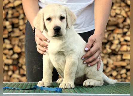 Labrador retriever, mit Lieferung,  FCI Papieren.