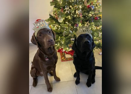 Labradorwelpen suchen ihre neue Familie