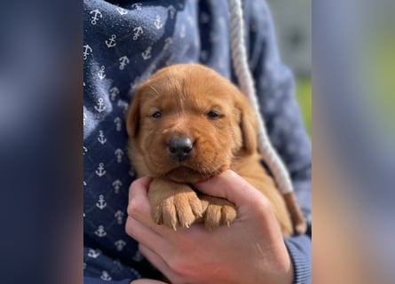 Labrador Welpen in foxred und schwarz aus liebevoller Hobbyzucht
