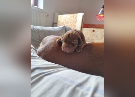 Rhodesian Ridgeback Welpen *livernose* 19./20.Mai2025
