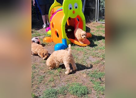 Goldendoodle F1b in Medium