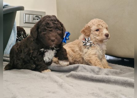 Lagotto Romagnolo ULTIMO CUCCIOLO