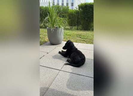 Aussiedoodle Welpe Bella * weiblich * 13 Wochen * gechipt, geimpft, entwurmt