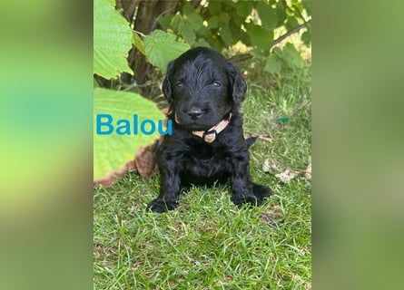 Aussiedoodle / Aussiepoo  F1b