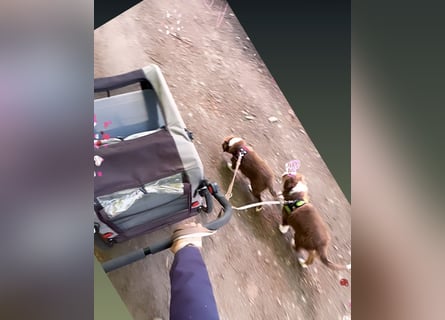 1 kleine Australian Shepherd Hündin( Welpe) braun/redtri (Minimix/Reinrassig)+ Gesundheitszeugnis