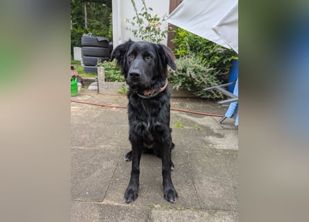 Hofhund Herdenschutzhund