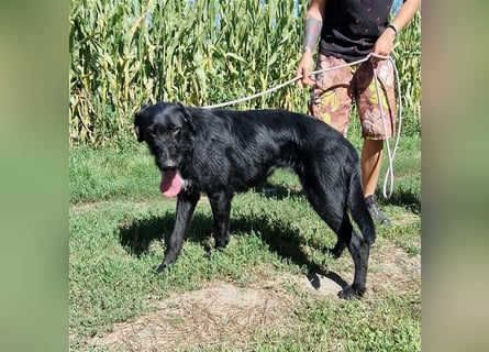 Betty wartet in 59510 Lippetal-Herzfeld