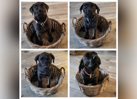Mischlingswelben Cane Corso / Rottweiler Welpen
