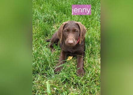Welpen Labradoodle F1 Braun Könispudel x Labrador